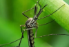 印度现近50度高温连蚊子都消失 到底怎么回事？